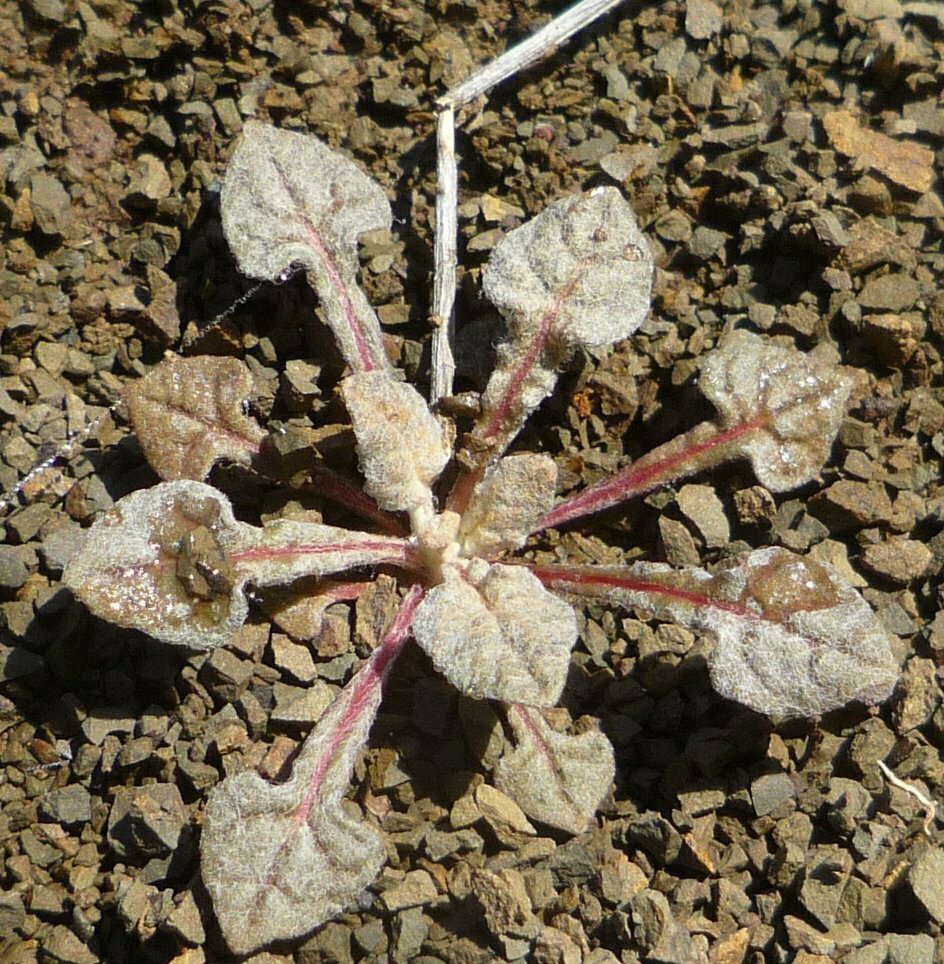 High Resolution Eriogonum baileyi Shoot